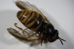  (Chrysotoxum cautum - DIP_02886)  @13 [ ] CreativeCommons - Attribution Non-Commercial Share-Alike (2015) SNSB, Zoologische Staatssammlung Muenchen SNSB, Zoologische Staatssammlung Muenchen