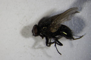  (Dasyphora zimini - DIP 03590)  @11 [ ] CreativeCommons - Attribution Non-Commercial Share-Alike (2015) SNSB, Zoologische Staatssammlung Muenchen SNSB, Zoologische Staatssammlung Muenchen