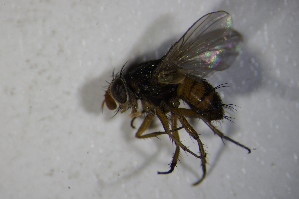  (Ceromya flaviceps - DIP 04133)  @11 [ ] CreativeCommons - Attribution Non-Commercial Share-Alike (2015) SNSB, Zoologische Staatssammlung Muenchen SNSB, Zoologische Staatssammlung Muenchen