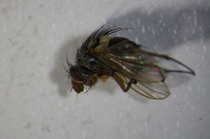  (Ceromya sp - DIP 04165)  @11 [ ] CreativeCommons - Attribution Non-Commercial Share-Alike (2015) SNSB, Zoologische Staatssammlung Muenchen SNSB, Zoologische Staatssammlung Muenchen