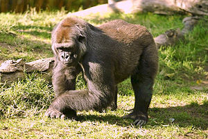  (Gorilla gorilla - GBOL13262)  @11 [ ] CreativeCommons - Attribution Non-Commercial Share-Alike (2015) SNSB, Zoologische Staatssammlung Muenchen SNSB, Zoologische Staatssammlung Muenchen