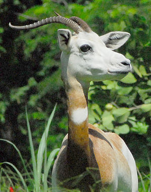  ( - GBOL13296)  @11 [ ] CreativeCommons - Attribution Non-Commercial Share-Alike (2015) SNSB, Zoologische Staatssammlung Muenchen SNSB, Zoologische Staatssammlung Muenchen