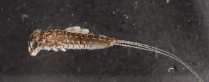  ( - NHMUK013391140)  @11 [ ] Unspecified (default): All Rights Reserved  Ben W Price Natural History Museum, London