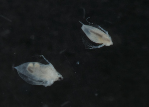  (Daphnia curvirostris - NHMUK014421989)  @11 [ ] Unspecified (default): All Rights Reserved  Ben W Price Natural History Museum, London