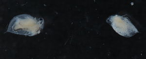  ( - NHMUK014421992)  @11 [ ] Unspecified (default): All Rights Reserved  Ben W Price Natural History Museum, London