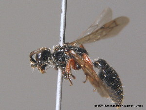  ( - BC ZSM HYM 10191)  @13 [ ] CreativeCommons - Attribution Non-Commercial Share-Alike (2010) Stefan Schmidt SNSB, Zoologische Staatssammlung Muenchen