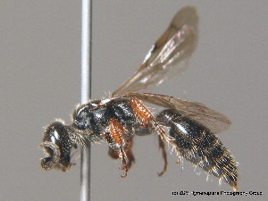  ( - BC ZSM HYM 10192)  @13 [ ] CreativeCommons - Attribution Non-Commercial Share-Alike (2010) Stefan Schmidt SNSB, Zoologische Staatssammlung Muenchen