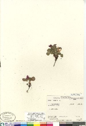  (Cylactis arcticus subsp acaulis - Gillett_18766_CAN)  @11 [ ] Copyright (2011) Canadian Museum of Nature Canadian Museum of Nature