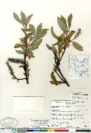  (Salix glauca var acutifolia - Argus_12896_CAN)  @11 [ ] Copyright (2011) Canadian Museum of Nature Canadian Museum of Nature