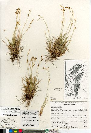 (Carex krausei - Edlund_257_CAN)  @11 [ ] Copyright (2011) Canadian Museum of Nature Canadian Museum of Nature