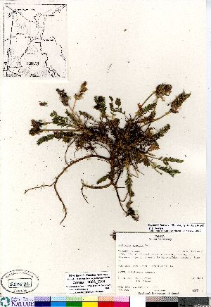 (Oxytropis viscida - Consaul_969A_CAN)  @11 [ ] Copyright (2011) Canadian Museum of Nature Canadian Museum of Nature