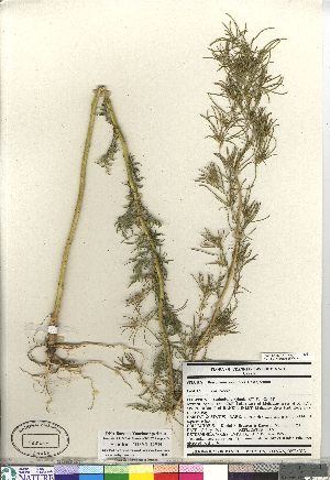  (Descurainia sophioides - Brunton_10754_CAN)  @11 [ ] Copyright (2011) Canadian Museum of Nature Canadian Museum of Nature