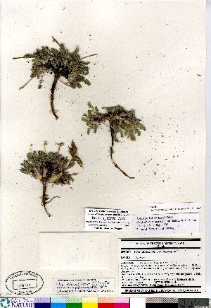  (Oxytropis bellii - Brunton_10756_CAN)  @11 [ ] Copyright (2011) Canadian Museum of Nature Canadian Museum of Nature