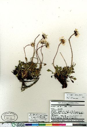  (Arctanthemum - Brunton_10599_CAN)  @13 [ ] Copyright (2011) Canadian Museum of Nature Canadian Museum of Nature