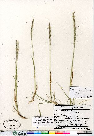  (Elymus violaceus - Brunton_10689_CAN)  @11 [ ] Copyright (2011) Canadian Museum of Nature Canadian Museum of Nature