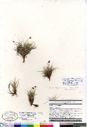  (Carex supina var spaniocarpa - Brunton_10526_CAN)  @11 [ ] Copyright (2011) Canadian Museum of Nature Canadian Museum of Nature