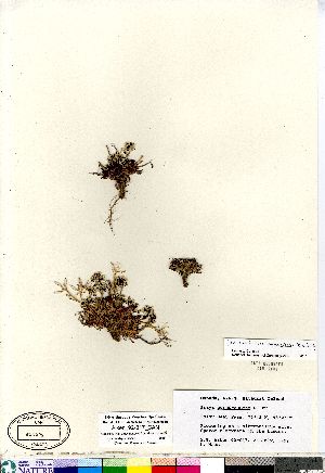  (Braya glabella ssp purpurascens - Aiken_92-017_CAN)  @11 [ ] Copyright (2011) Canadian Museum of Nature Canadian Museum of Nature