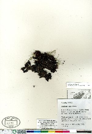  (Saxifraga oppositifolia - Aiken_93-014_CAN)  @11 [ ] Copyright (2011) Canadian Museum of Nature Canadian Museum of Nature