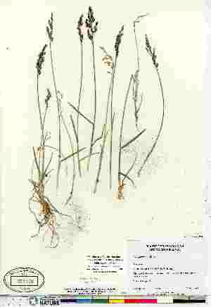  (Poa glauca ssp glauca - Gillespie_5700)  @11 [ ] Copyright (2011) Canadian Museum of Nature Canadian Museum of Nature