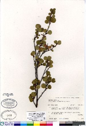  (Betula nana ssp exilis - Dabbs_146_CAN)  @11 [ ] Copyright (2011) Canadian Museum of Nature Canadian Museum of Nature