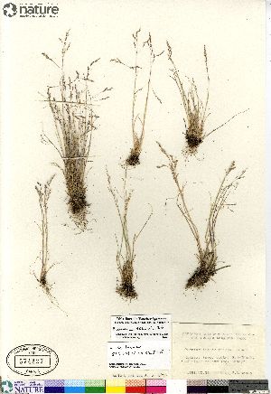  (Puccinellia hauptiana - Bubnova_1986_vi_26)  @11 [ ] Copyright (2012) Canadian Museum of Nature Canadian Museum of Nature