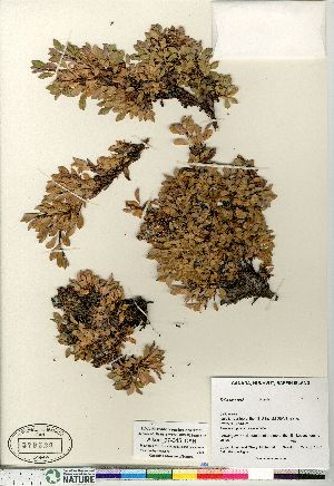  (Salix uva-ursi - Aiken_97-045_CAN)  @11 [ ] Copyright (2011) Canadian Museum of Nature Canadian Museum of Nature