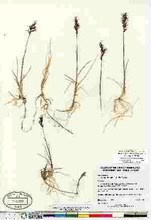  (Poa pratensis ssp colpodea - Gillespie_5951)  @11 [ ] Copyright (2011) Canadian Museum of Nature Canadian Museum of Nature