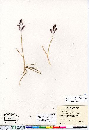  (Poa pratensis subsp irrigata - Elven_3555-99_CAN)  @11 [ ] Copyright (2011) Canadian Museum of Nature Canadian Museum of Nature