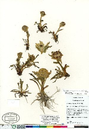  (Tephroseris palustris ssp congesta - Brysting_01-090_CAN)  @11 [ ] Copyright (2011) Canadian Museum of Nature Canadian Museum of Nature