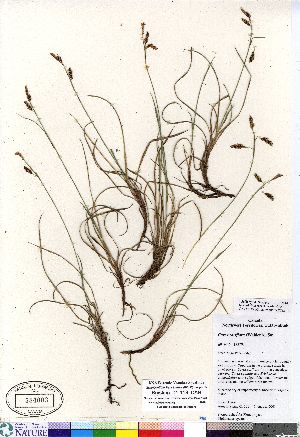  (Carex rariflora - Brysting_01-113_CAN)  @11 [ ] Copyright (2011) Canadian Museum of Nature Canadian Museum of Nature
