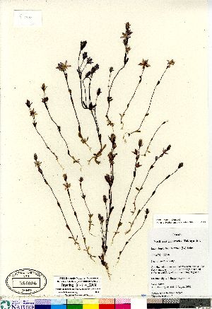  (Gentianella propinqua - Brysting_01-114_CAN)  @11 [ ] Copyright (2011) Canadian Museum of Nature Canadian Museum of Nature