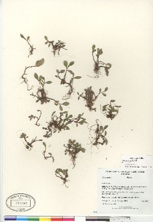  (Salix arctica x polaris - Gillespie_6932)  @11 [ ] Copyright (2010) Canadian Museum of Nature Canadian Museum of Nature