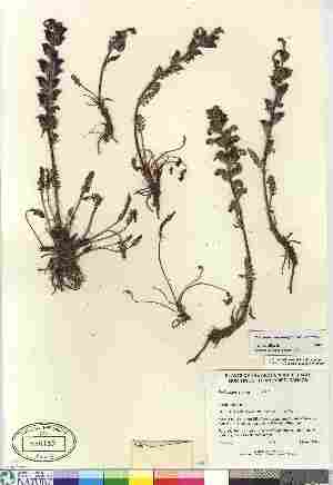  ( - Gillespie_6051)  @11 [ ] Copyright (2010) Canadian Museum of Nature Canadian Museum of Nature