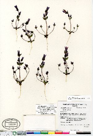  (Gentianella propinqua ssp propinqua - Gillespie_7281_CAN)  @11 [ ] Copyright (2011) Canadian Museum of Nature Canadian Museum of Nature