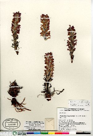 (Pedicularis lanata - Pokiak_10_CAN)  @11 [ ] Copyright (2011) Canadian Museum of Nature Canadian Museum of Nature