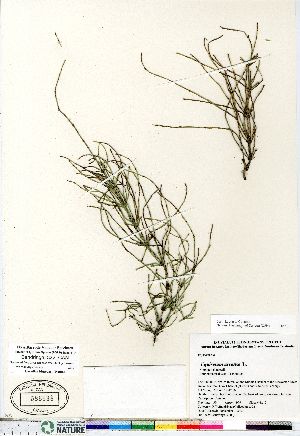  (Equisetum arvense ssp arvense - Bandringa_322_CAN)  @11 [ ] Copyright (2011) Canadian Museum of Nature Canadian Museum of Nature