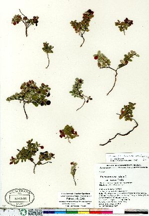 (Vaccinium vitis-idaea - Pokiak_45_CAN)  @11 [ ] Copyright (2011) Canadian Museum of Nature Canadian Museum of Nature