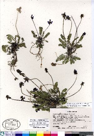  (Oxytropis deflexa ssp foliolosa - Aiken_05-004_CAN)  @11 [ ] Copyright (2011) Canadian Museum of Nature Canadian Museum of Nature