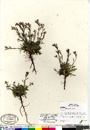  (Braya glabella ssp glabella - Harris_3701_CAN)  @11 [ ] Copyright (2011) Canadian Museum of Nature Canadian Museum of Nature