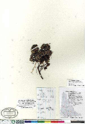  (Salix rotundifolia - Bennett_05-0223_CAN)  @11 [ ] Copyright (2011) Canadian Museum of Nature Canadian Museum of Nature