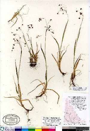  (Luzula arcuata ssp unalachkensis - Bennett_06-478_CAN)  @11 [ ] Copyright (2011) Canadian Museum of Nature Canadian Museum of Nature