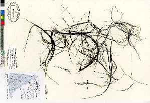  (Stuckenia filiformis - Bennett_06-194_CAN)  @11 [ ] Copyright (2011) Canadian Museum of Nature Canadian Museum of Nature