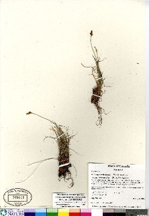  (Kobresia simpliciuscula - Burt_sn_CAN589953)  @11 [ ] Copyright (2011) Canadian Museum of Nature Canadian Museum of Nature