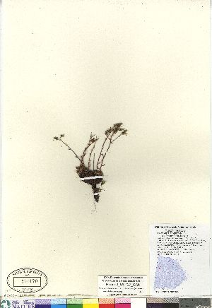  (Saxifraga bronchialis - Bennett_08-127_CAN)  @11 [ ] Copyright (2011) Canadian Museum of Nature Canadian Museum of Nature