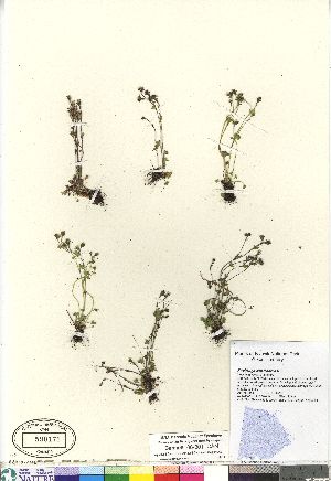  (Saxifraga hyperborea - Bennett_08-301_CAN)  @11 [ ] Copyright (2011) Canadian Museum of Nature Canadian Museum of Nature