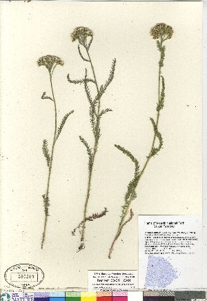  (Achillea millefolium - Bennett_08-341_CAN)  @14 [ ] Copyright (2011) Canadian Museum of Nature Canadian Museum of Nature