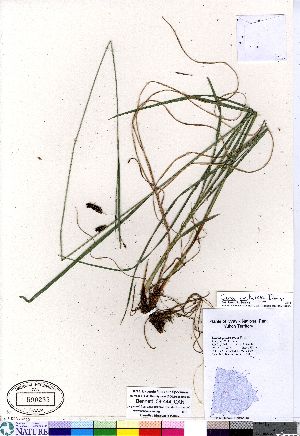  (Carex spectabilis - Bennett_08-444_CAN)  @11 [ ] Copyright (2011) Canadian Museum of Nature Canadian Museum of Nature