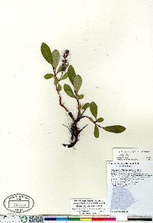  (Salix sphenophylla - Bennett_08-312_CAN)  @11 [ ] Copyright (2011) Canadian Museum of Nature Canadian Museum of Nature