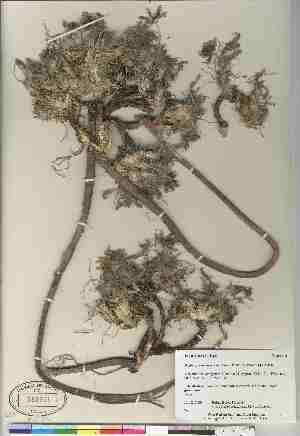  ( - Boles_RB00-24)  @11 [ ] Copyright  Canadian Museum of Nature Unspecified