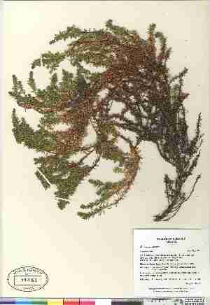  (Empetrum nigrum - Gillespie_et_al_7968)  @11 [ ] Copyright (2009) Canadian Museum of Nature Unspecified